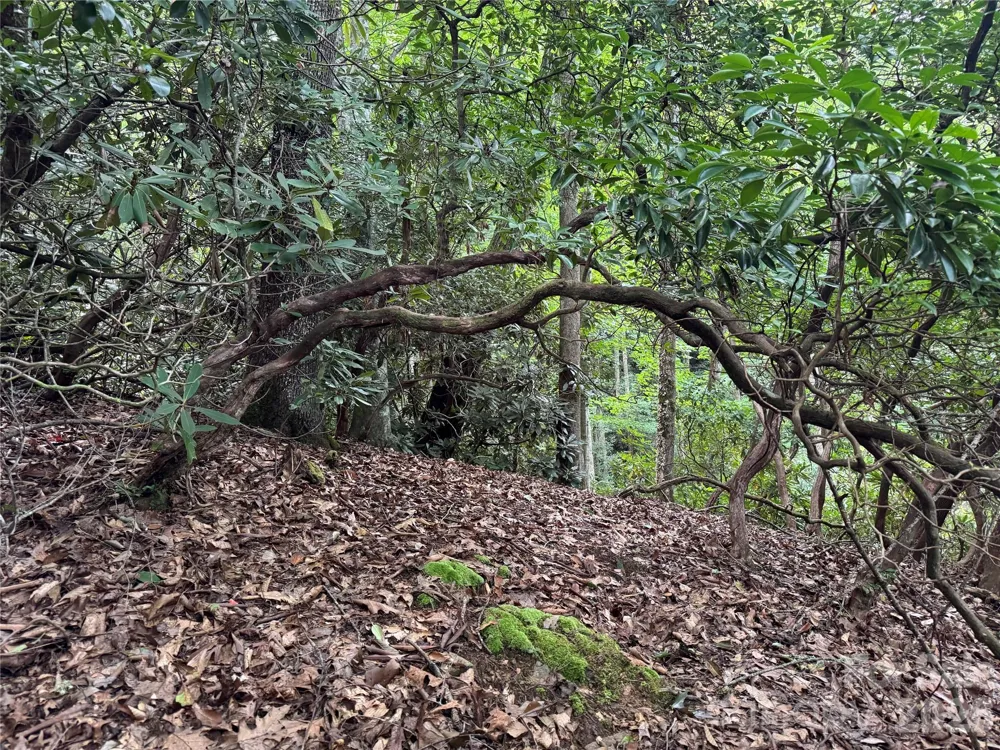 000 Wilson Road Pisgah Forest, NC 28768