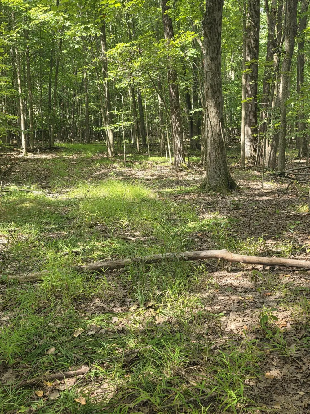 Crystal Road Hubbardston, MI 48845