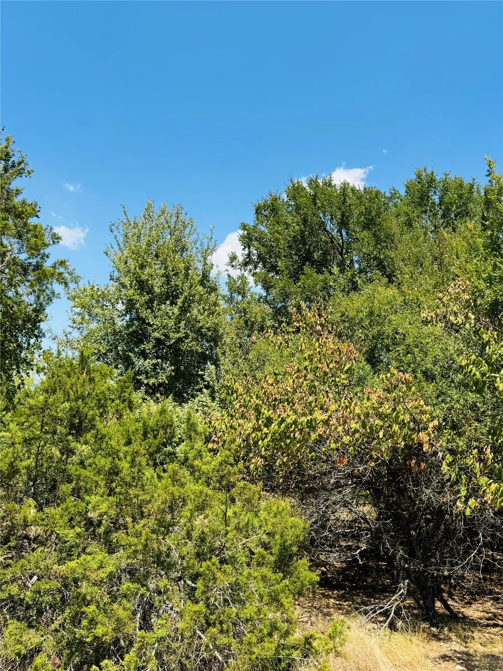 14057 Sandy Oaks Drive Whitney, TX 76692