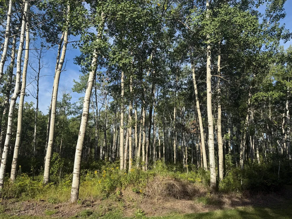 24247 County Road 15 Badger, MN 56714