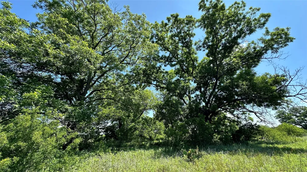 County Road 295 Carbon, TX 76435