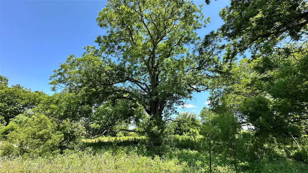 County Road 295 Carbon, TX 76435