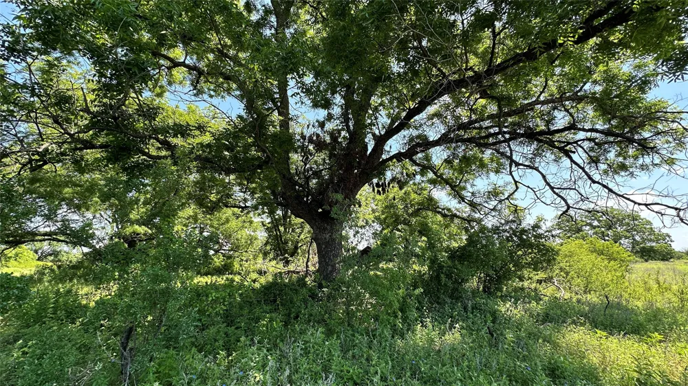 County Road 295 Carbon, TX 76435