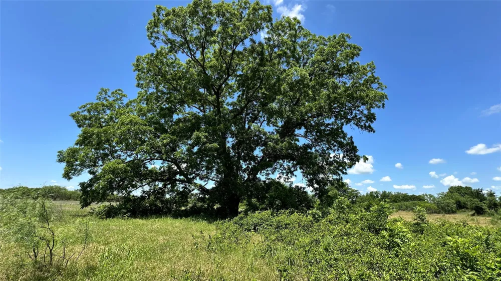 County Road 295 Carbon, TX 76435