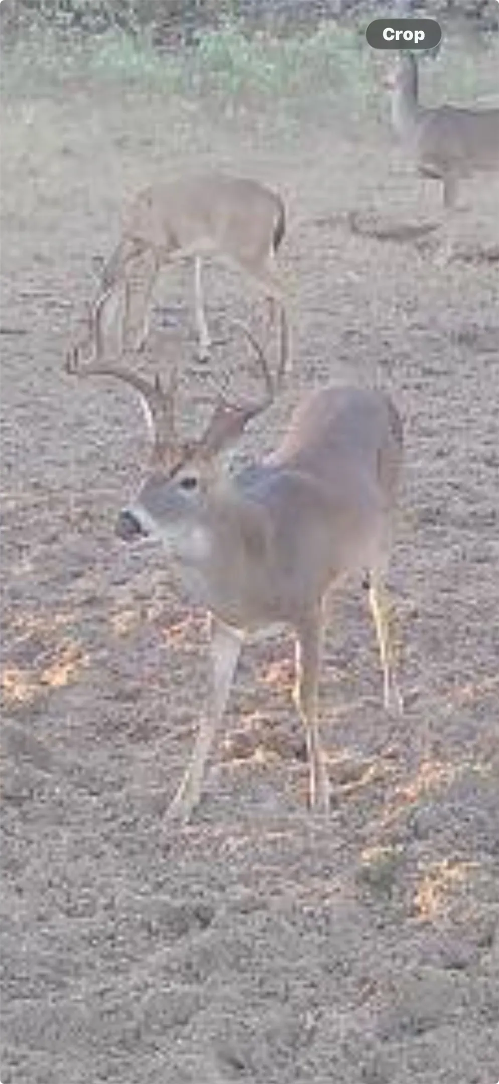 4242 FM 1680 Waelder, TX 78959