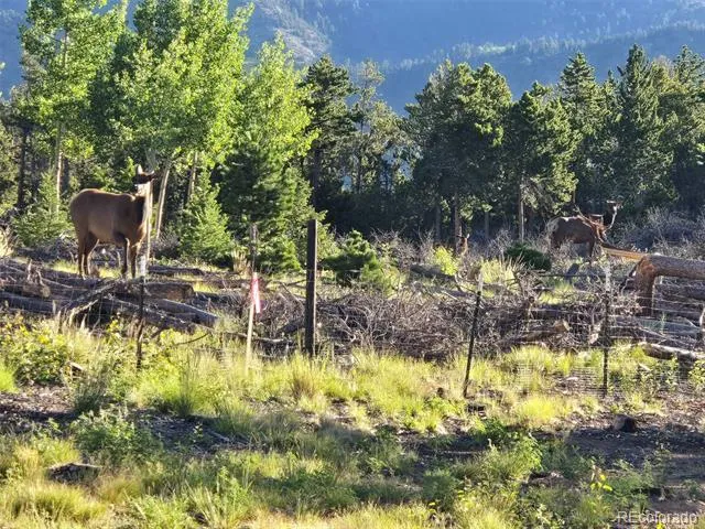 000 Frank C Idaho Springs, CO 80452