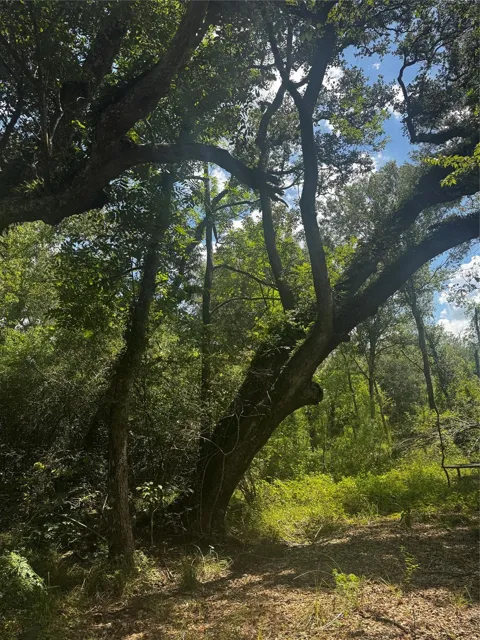 Brazos River Road