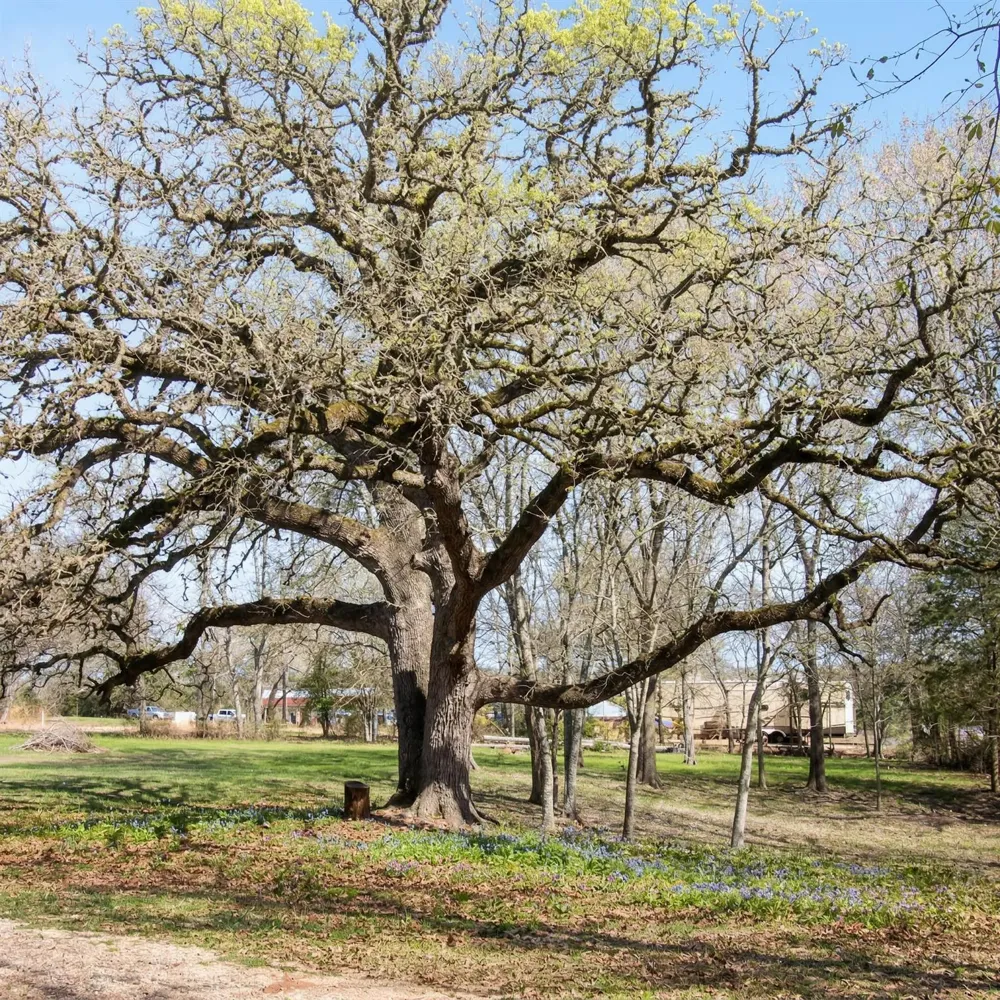 453 Washington Street Round Top, TX 78954