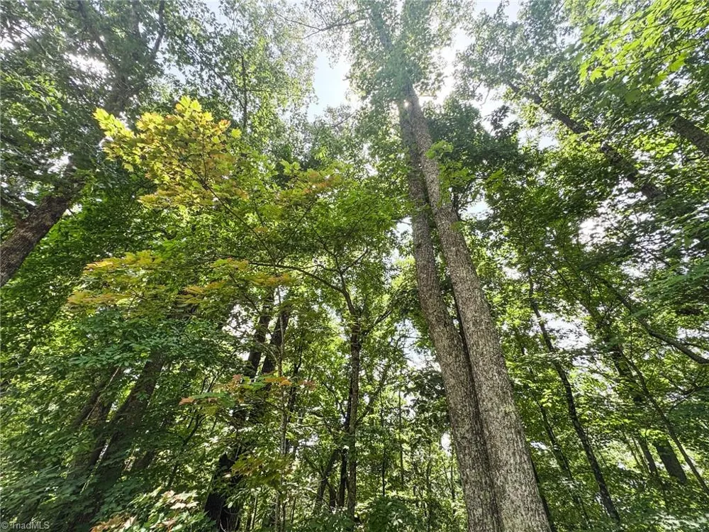 TBD Timber Ridge Road McGrady, NC 28649