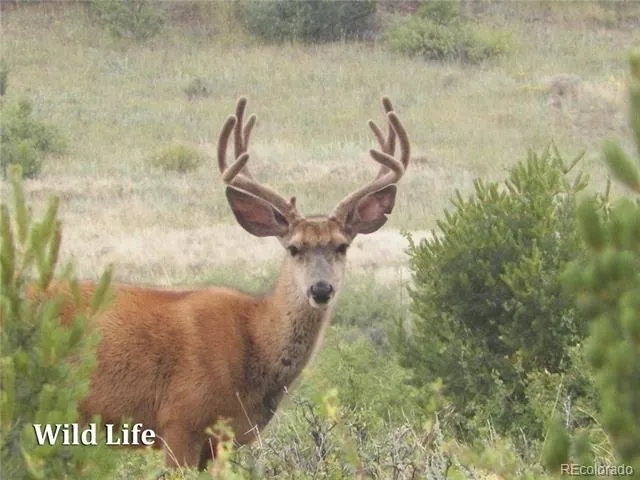 2269 Running Bear Cotopaxi, CO 81223
