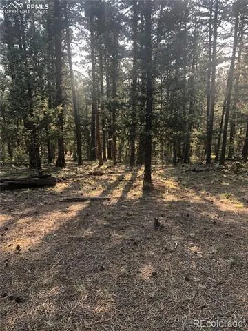 469 Echo Lake Drive Lake George, CO 80827