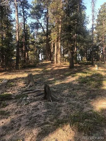 469 Echo Lake Drive Lake George, CO 80827