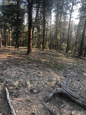 469 Echo Lake Drive Lake George, CO 80827