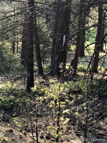 469 Echo Lake Drive Lake George, CO 80827