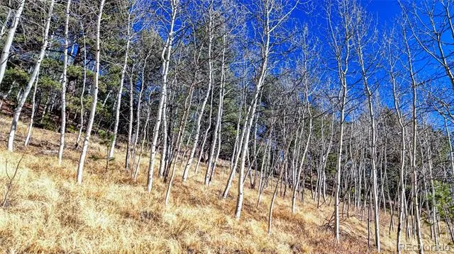 80 Beaver Pond Road Divide, CO 80814