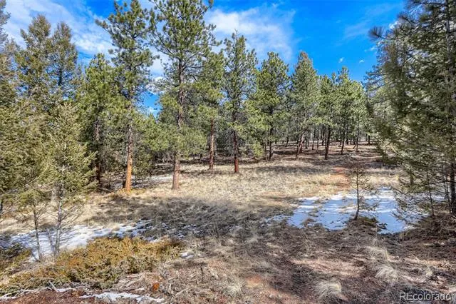 249 Territory Drive Pine, CO 80470