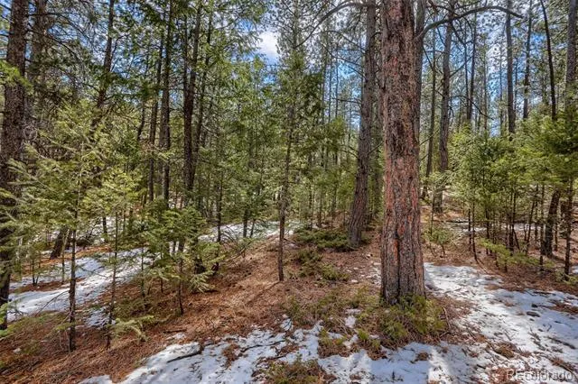 249 Territory Drive Pine, CO 80470