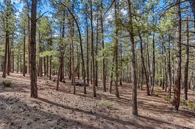 249 Territory Drive Pine, CO 80470