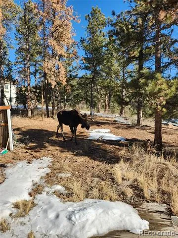 13108 Elsie Road Conifer, CO 80433