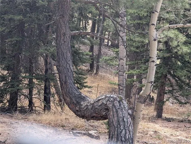 13108 Elsie Road Conifer, CO 80433