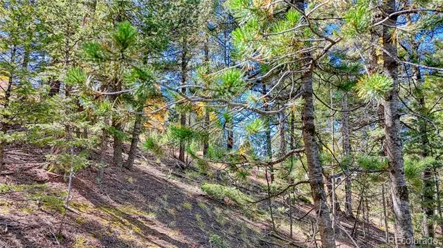 959 Calcite Drive Divide, CO 80814