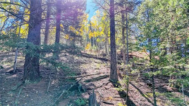 959 Calcite Drive Divide, CO 80814