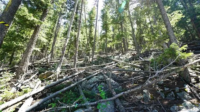 000 Saddleback Drive Evergreen, CO 80439