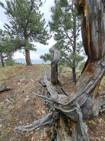 639 Spade Place Jefferson, CO 80456