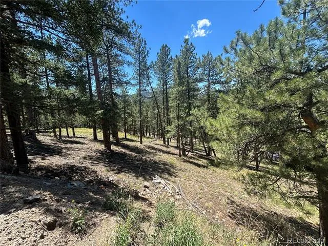 0 pine Pine Evergreen, CO 80439