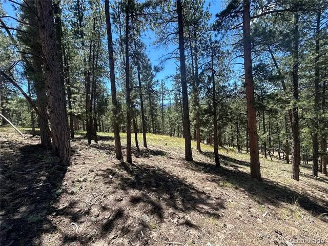 0 pine Pine Evergreen, CO 80439
