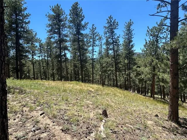 0 pine Pine Evergreen, CO 80439