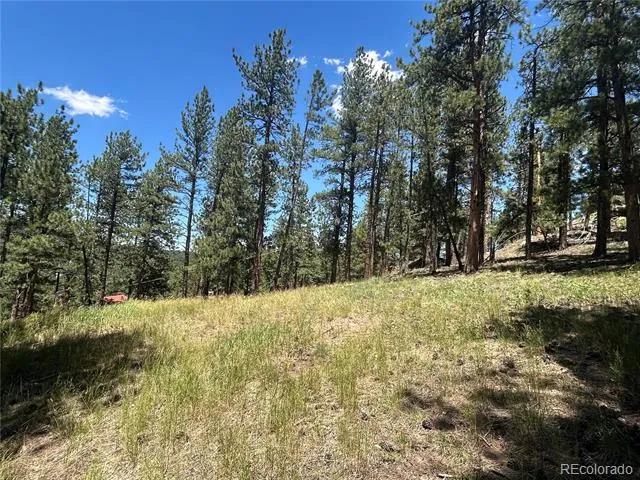 0 pine Pine Evergreen, CO 80439