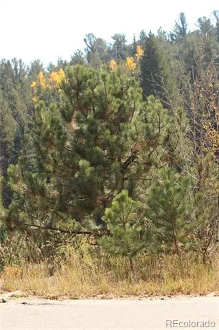 2020 Shelton Drive Bailey, CO 80421