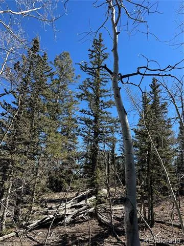 505 Quarter Horse Road Jefferson, CO 80456