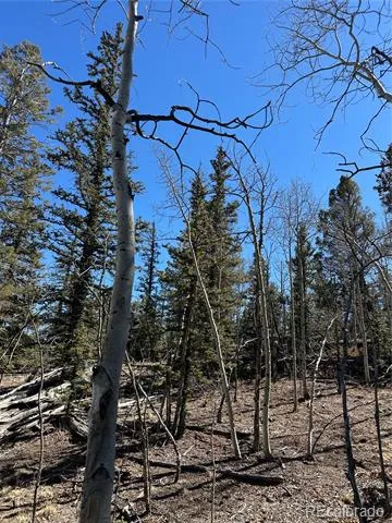 505 Quarter Horse Road Jefferson, CO 80456