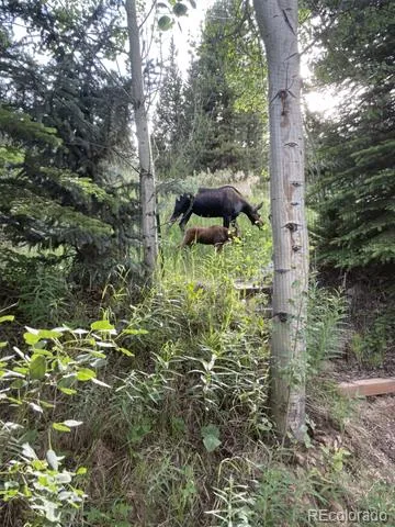 81 GCR 461 Grand Lake, CO 80447