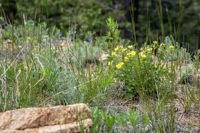 1259 Chute Road Golden, CO 80403