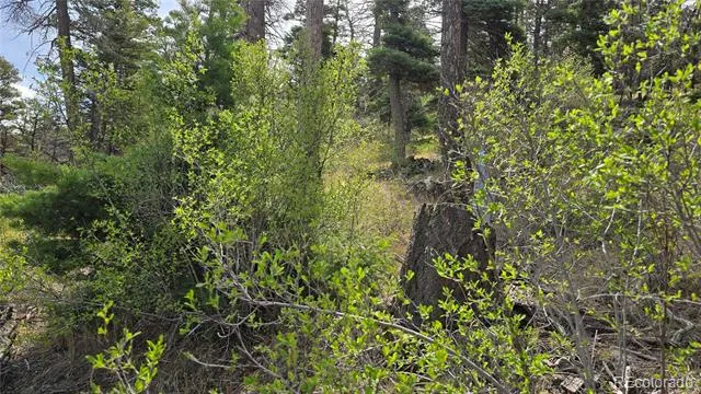 Lot 5505 Balleroy Road Fort Garland, CO 81133