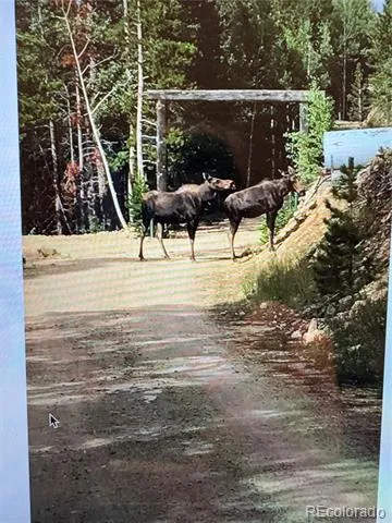 1430 Lower Travis Gulch Road Black Hawk, CO 80422