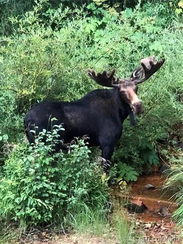 1430 Lower Travis Gulch Road Black Hawk, CO 80422
