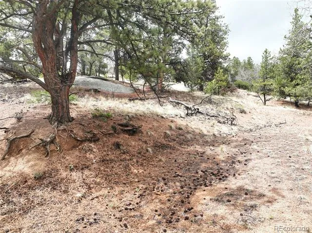 255 Pinon Lane Florissant, CO 80816