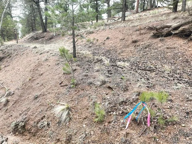 255 Pinon Lane Florissant, CO 80816