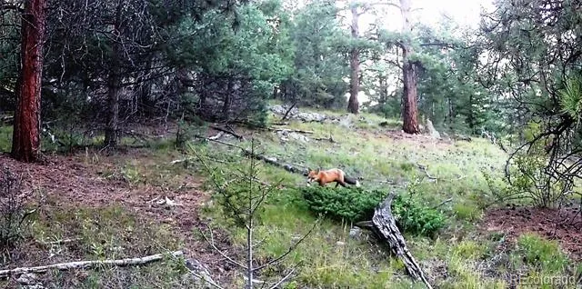 14794 Wetterhorn Peak Trail Pine, CO 80470