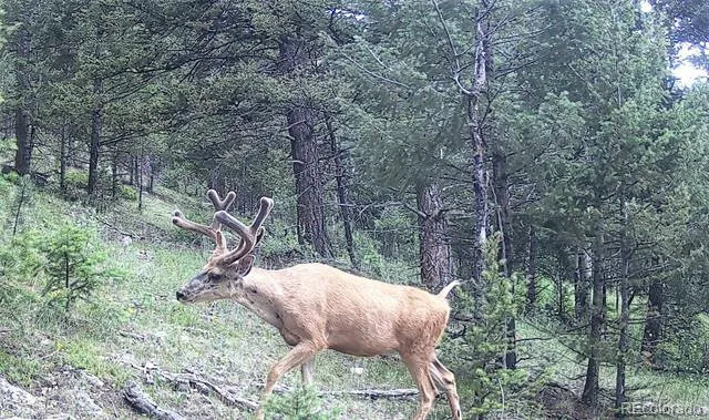 14794 Wetterhorn Peak Trail Pine, CO 80470