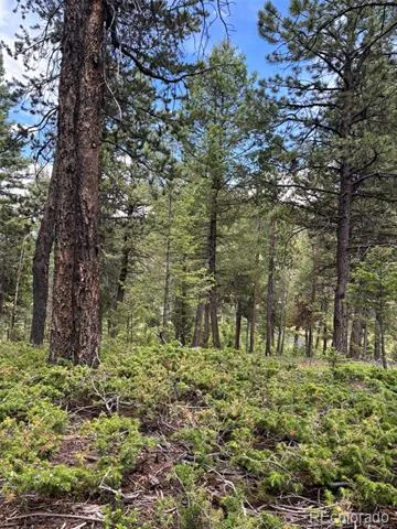 28651 Belle Point Drive Conifer, CO 80433