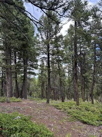 28651 Belle Point Drive Conifer, CO 80433