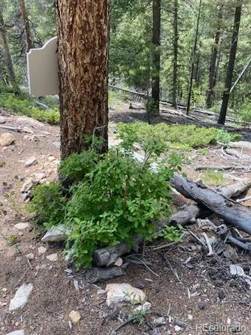 28651 Belle Point Drive Conifer, CO 80433
