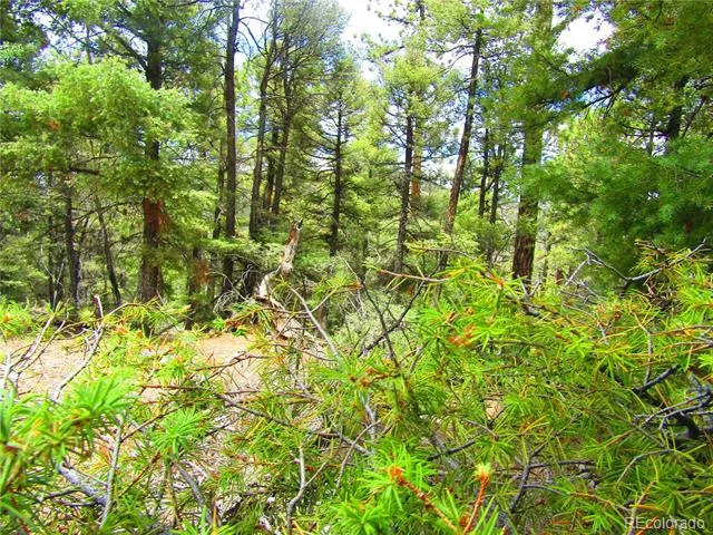 LOT 6029 Spruce Road San Luis, CO 81152