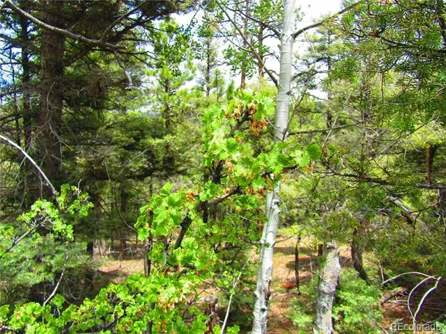 LOT 6029 Spruce Road San Luis, CO 81152