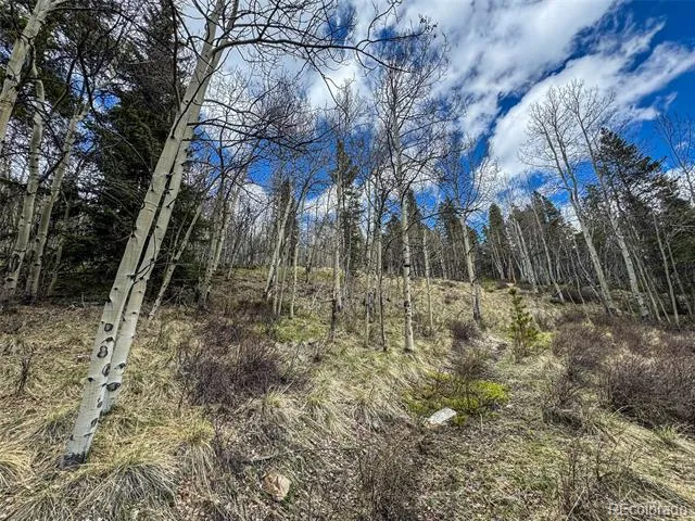 Buckeye Gulch Road Leadville, CO 80461